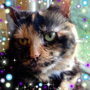 Meet your Posher, Suzanne